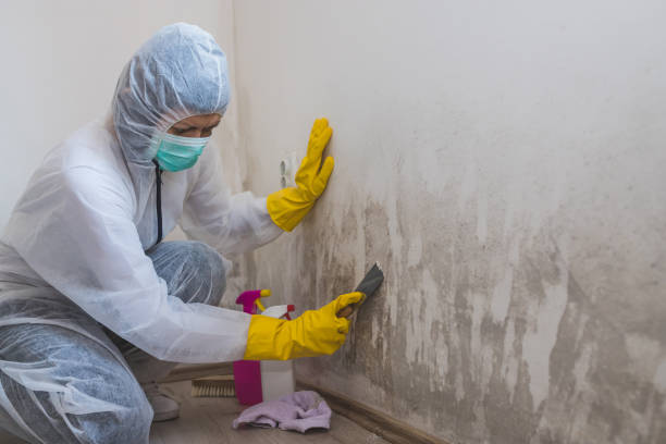 Best Mold Testing  in Bressler, PA