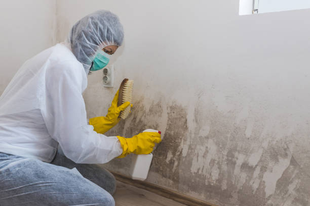 Best Residential Mold Removal  in Bressler, PA