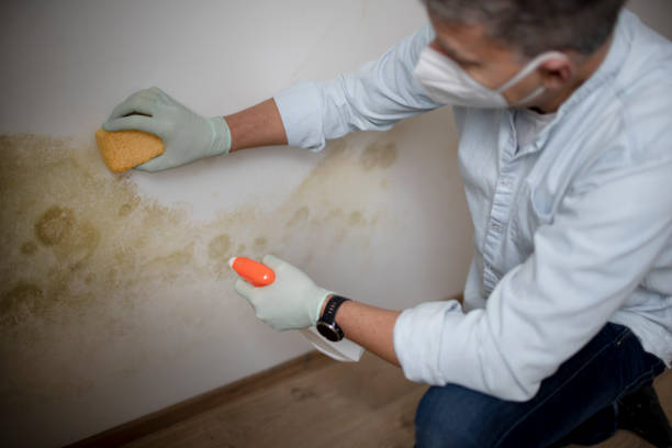 Best Residential Mold Removal  in Bressler, PA