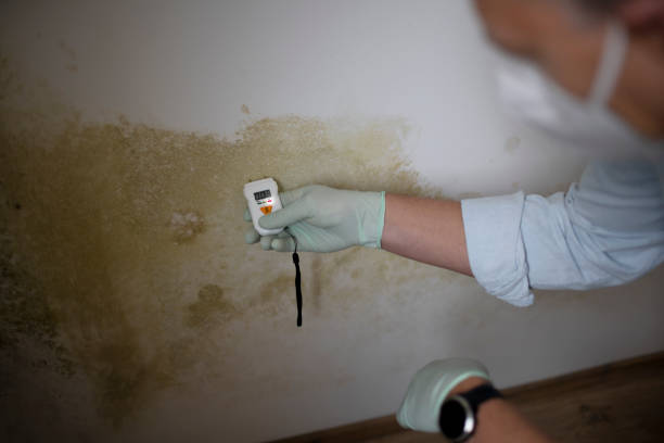 Best Black Mold Removal  in Bressler, PA