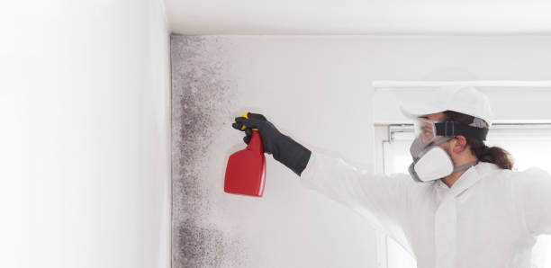 Best Mold Removal Company Near Me  in Bressler, PA
