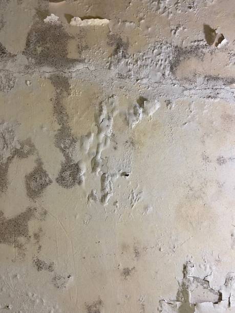 Best Mold Cleaning Services  in Bressler, PA