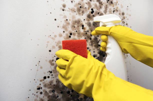 Best Home Mold Removal  in Bressler, PA