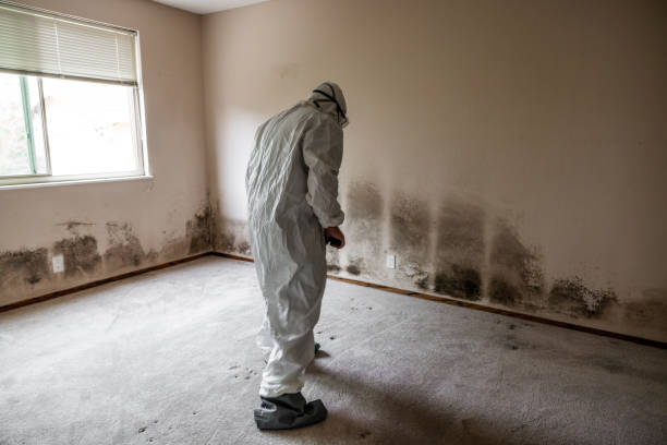 Best Best Mold Removal Companies  in Bressler, PA