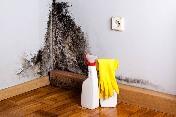 Best Professional Mold Removal  in Bressler, PA