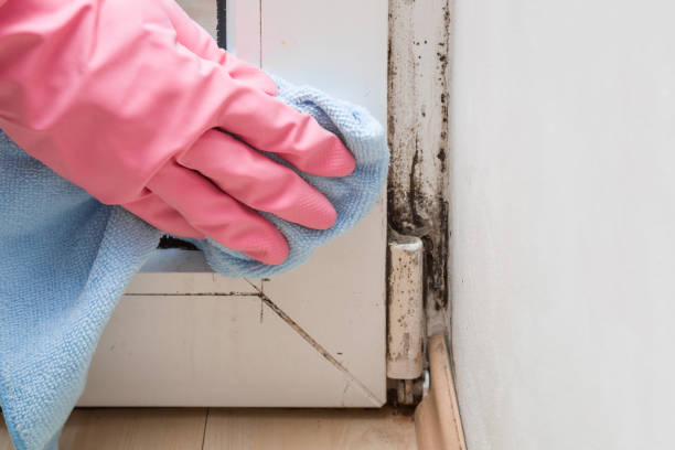 Best Certified Mold Removal  in Bressler, PA