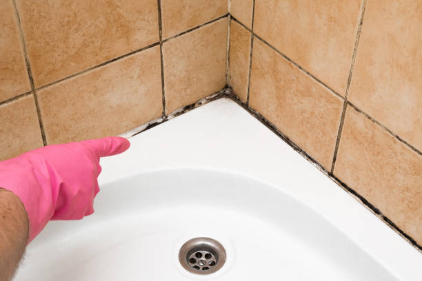Best Toxic Mold Removal  in Bressler, PA